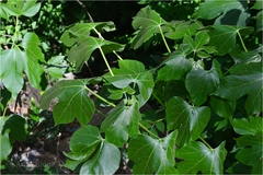 Jatropha tanjorensis